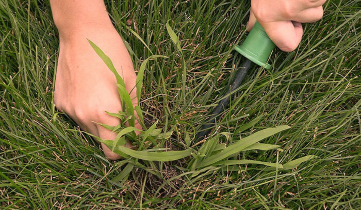 Top 5 Ways to Identify and Control Common Lawn Weeds in Australia