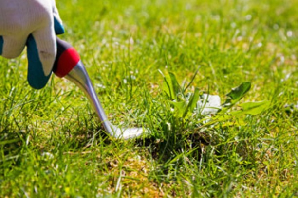 Ways to Control Common Lawn Weeds